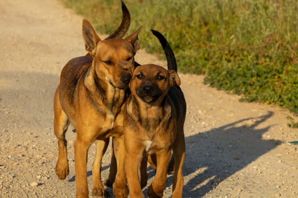 Pair of brown dogs walking closely together on a sunlit dirt path surrounded by greenery.